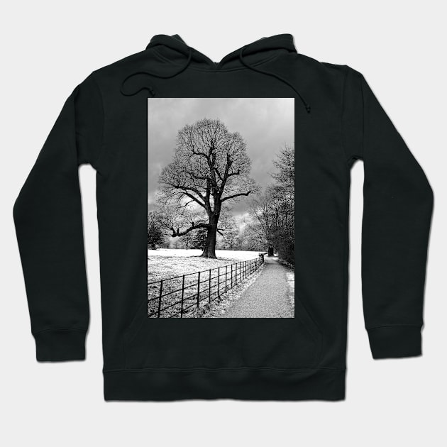 Morgaston Woods The Vyne Sherborne St John Hampshire Hoodie by AndyEvansPhotos